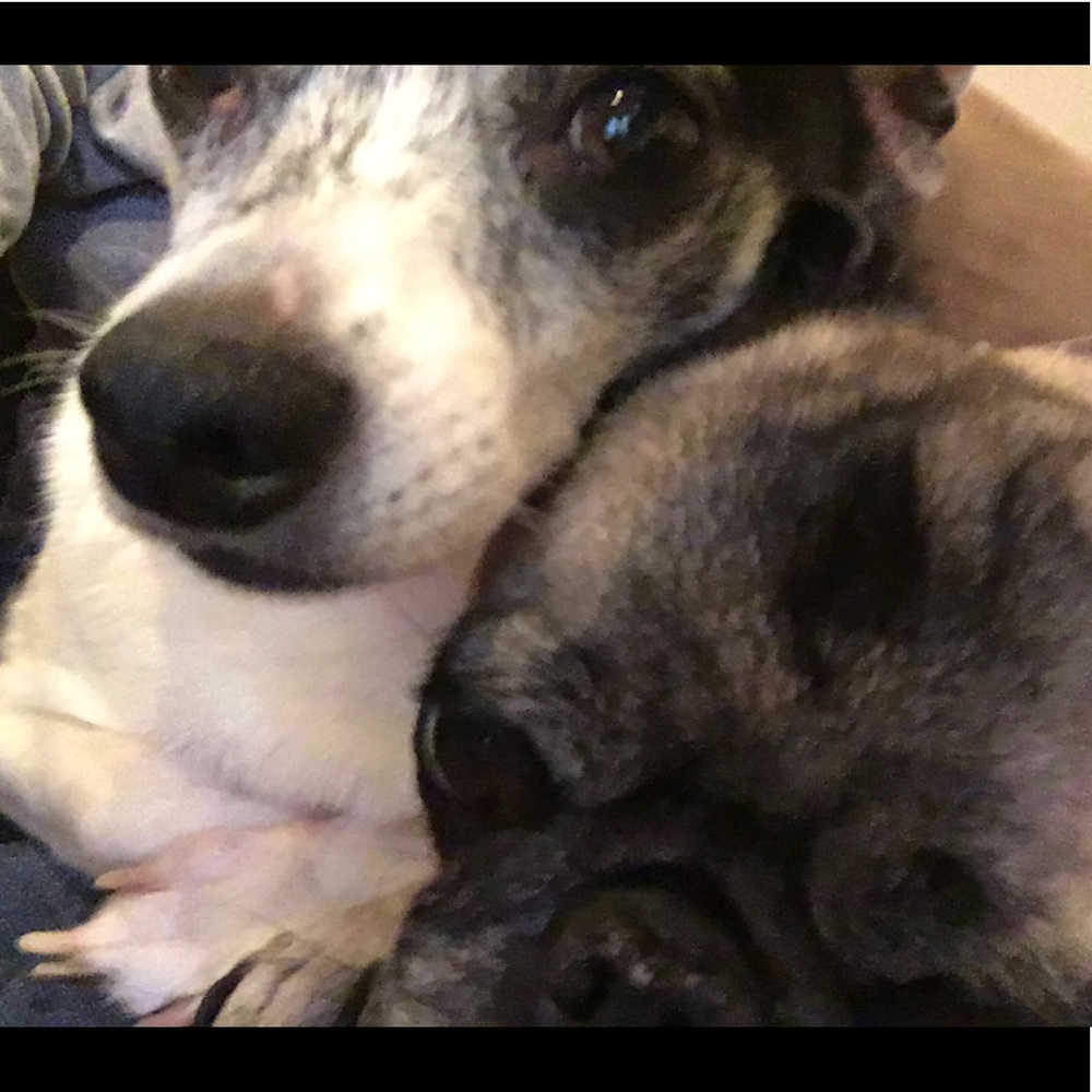 Meet your Posher, Julie